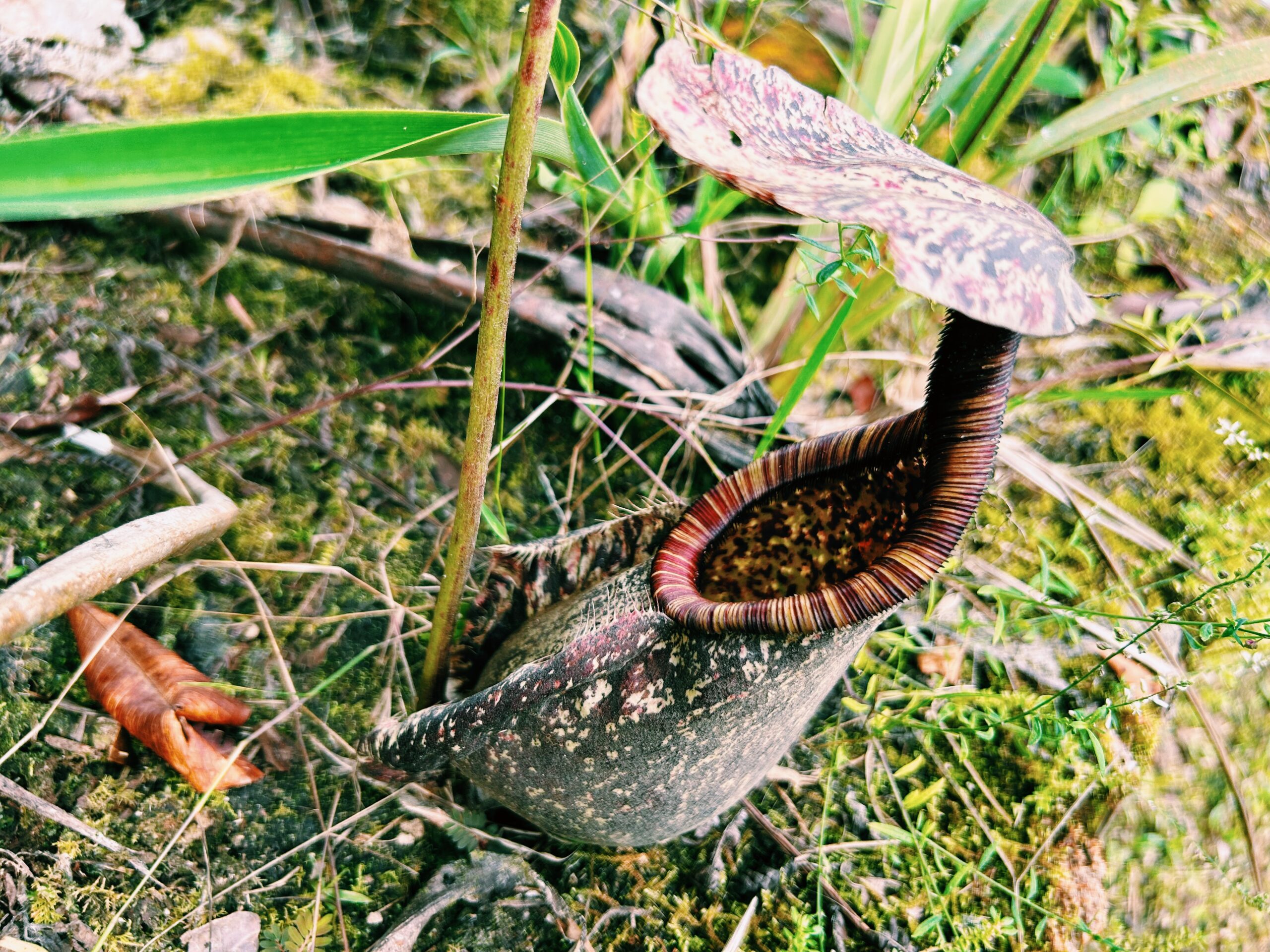 コタキナバル昆虫採集